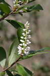 Buckwheat tree <BR>Black titi